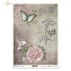 owad, ptak, retro, vintage, kwiat, piwonia, piwonie, peonia, peonie, napis, Post Card, ręczne pismo, koliber, kolibry, motyl, tło, insect, bird, flower, peony, writing, Post Card, handwriting, hummingbird, butterfly, background, Insekt